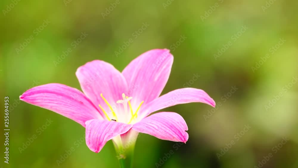 4K Song bird beautiful zephyranthes grandiflora rain lily in the field. 4K Song bird beautiful zephyranthes grandiflora rain lily in the field.
