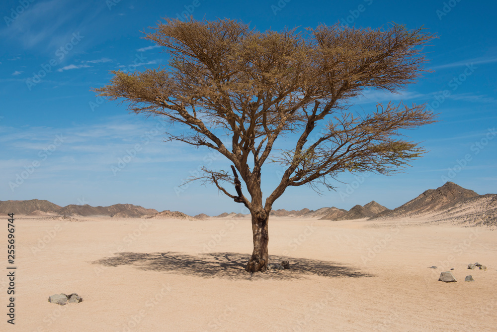 Rocky desert landscape panorama with acacia tree growing