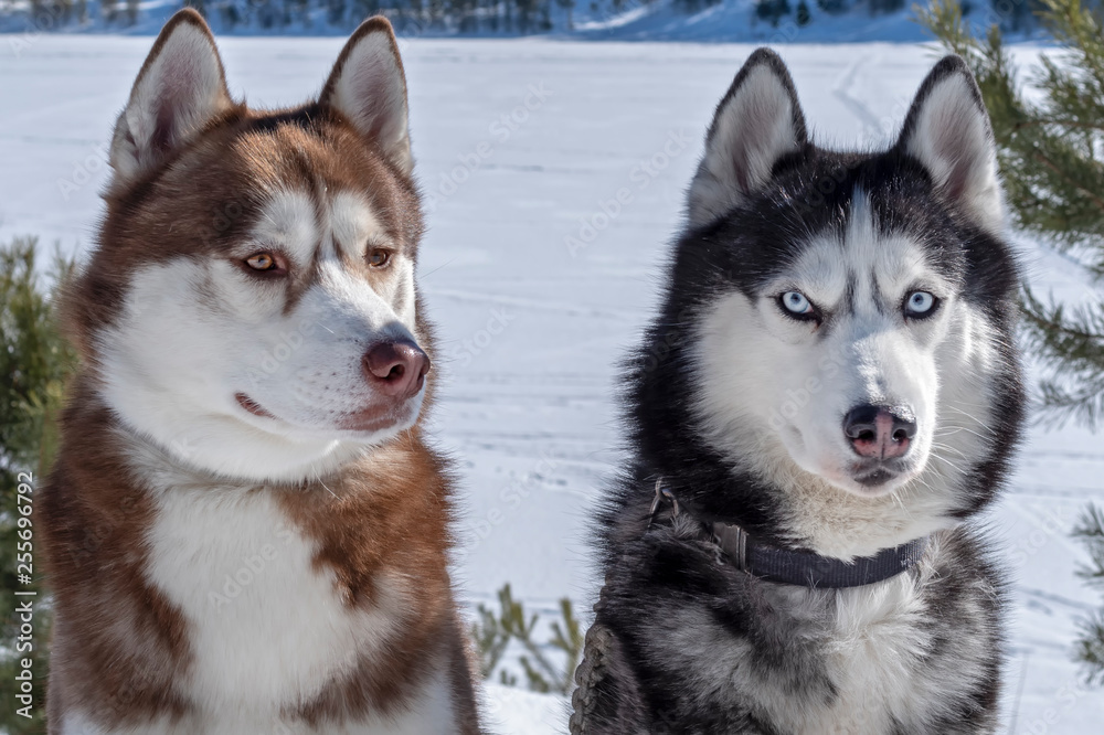 Brown, black and White Siberian Husky dogs close-up portrait.