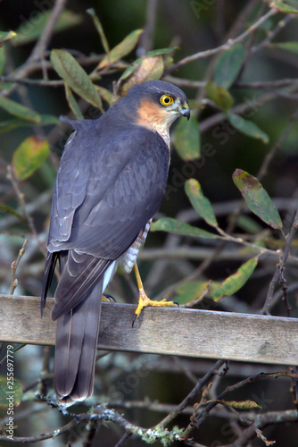 Sparrowhawk, (Accipiter nisus), male perched on a wooden fence, Stithians, Cornwall, England, UK.