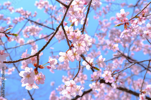 Cherry blossom