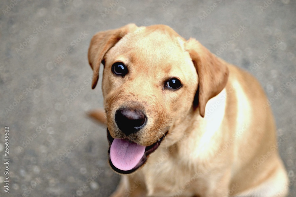 labrador dog tongue beige labrador dog tongue beige