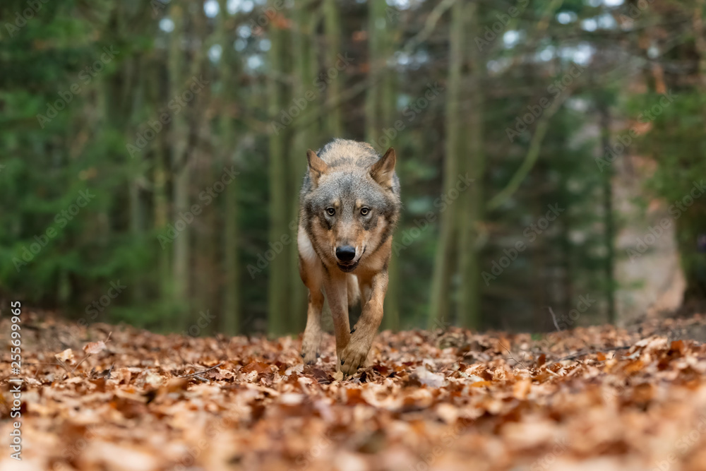 Fototapeta premium Wolf