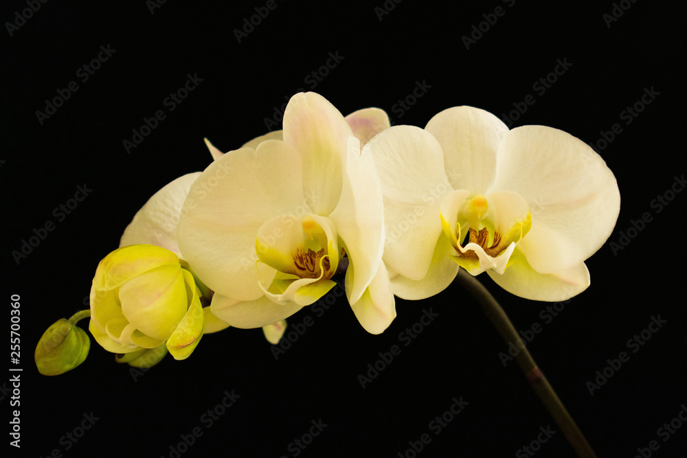 Obraz premium White orchid on black background