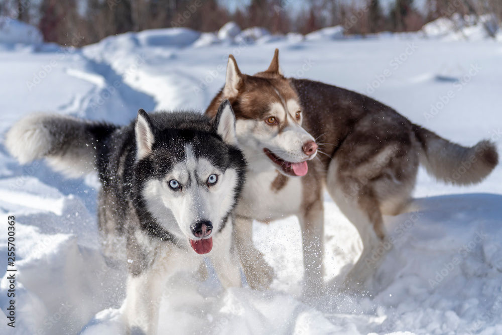 Dogs funny Playing in snow. Two husky dogs run and Fighting play.