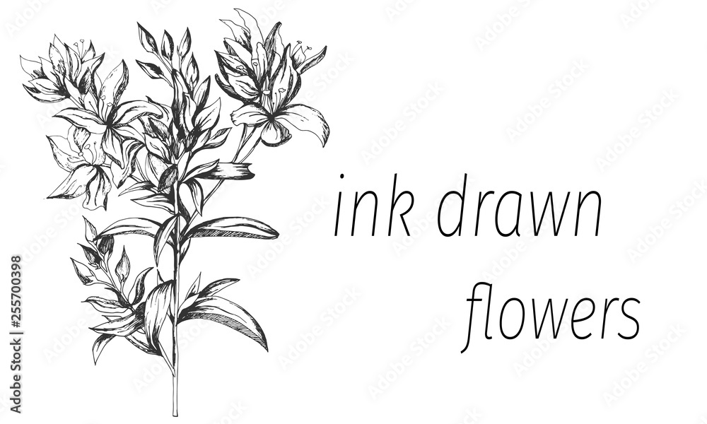 Outline vector flowers. Sketch flower drawn by ink. Contour clipart use design.