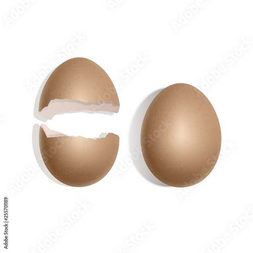 Set of Whole egg and eggshell, realistic brown chicken egg isolated on white background