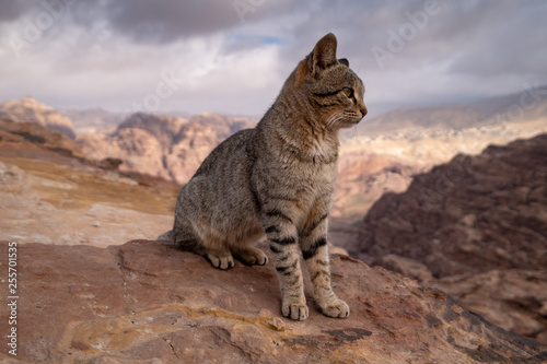 Cat in wild stone landscape of Petra in Jordan