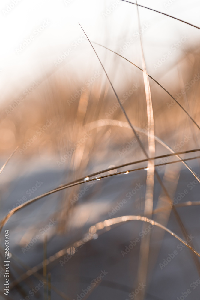 Dune grass with water drops Dune grass with water drops