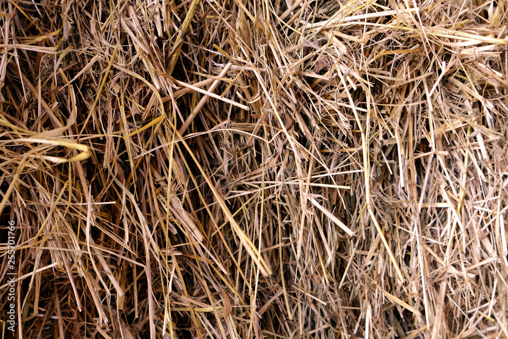 Hay texture for background