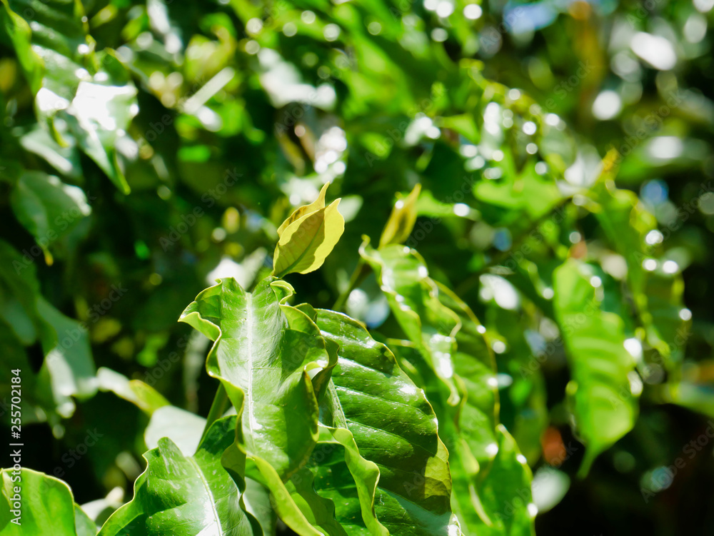 New Leaves blooming from a coffee Plant in Ethiopia New Leaves blooming from a coffee Plant in Ethiopia