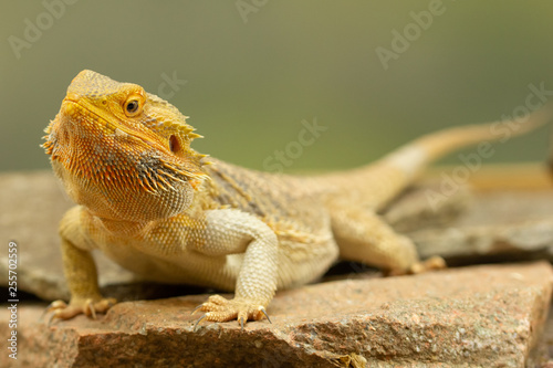 Pogona or Bearded dragon photo