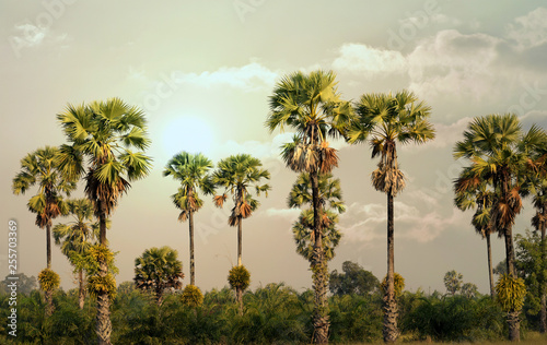 Landscape of palm trees in the morning