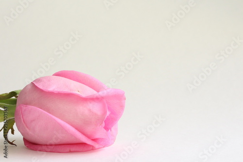 pink rose petals isolated on white background