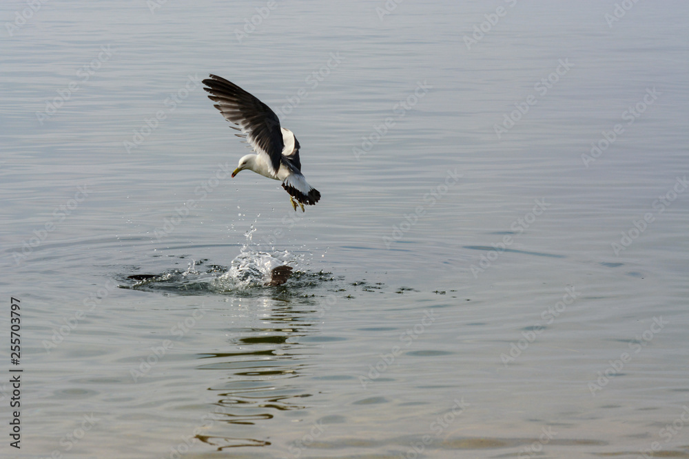 Naklejka premium Single seagull flyes in the sky.