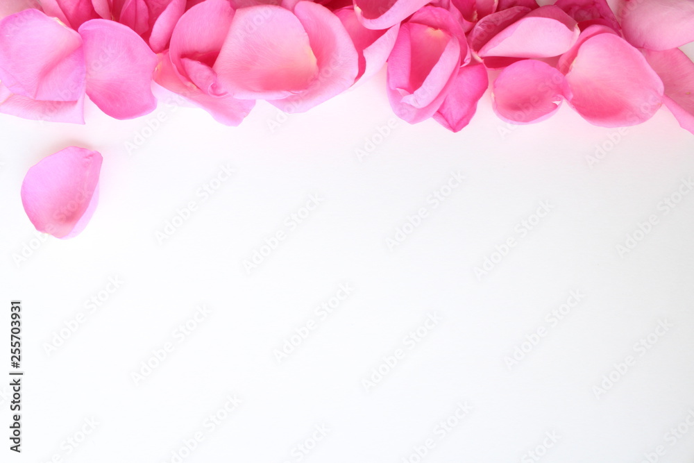 pink rose petals on white background with copy space for text