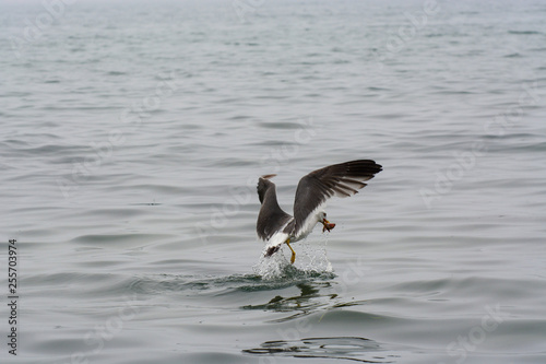 Seagull on the water. Gets prey from under water