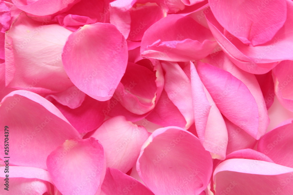 Fototapeta premium pink rose petals