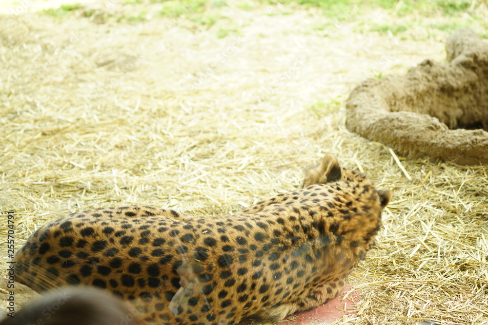 チーター チーター
