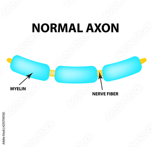 Normal axon. Healthy myelin. World Multiple Sclerosis Day. Infographics. Vector illustration on isolated background.