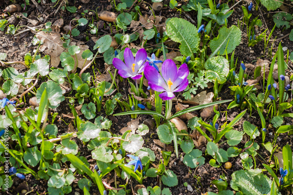 Krokusse und Blausterne zwischen Unkraut Krokusse und Blausterne zwischen Unkraut