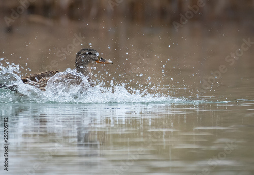 landing mallard duck