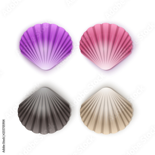 Set of scallop seashells, Vector seashells of cartoon style, illustration isolated on white background