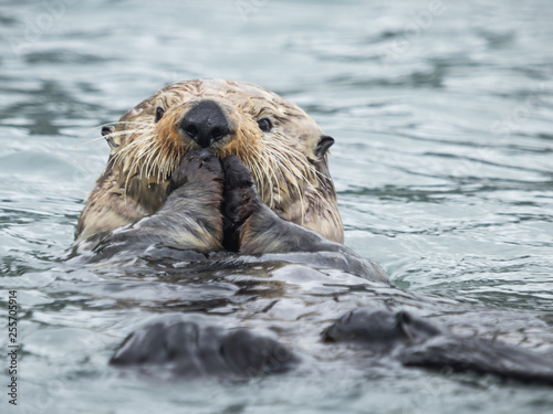 feeding sea otter