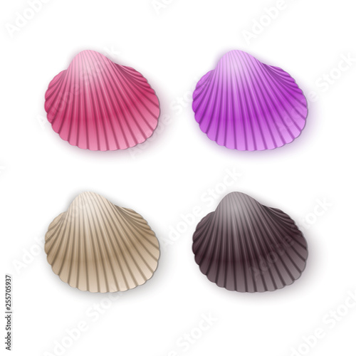Set of scallop seashells, Vector seashells of cartoon style, illustration isolated on white background
