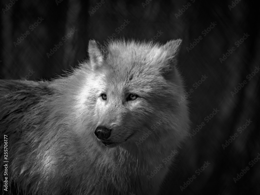 Obraz premium Loup arctique