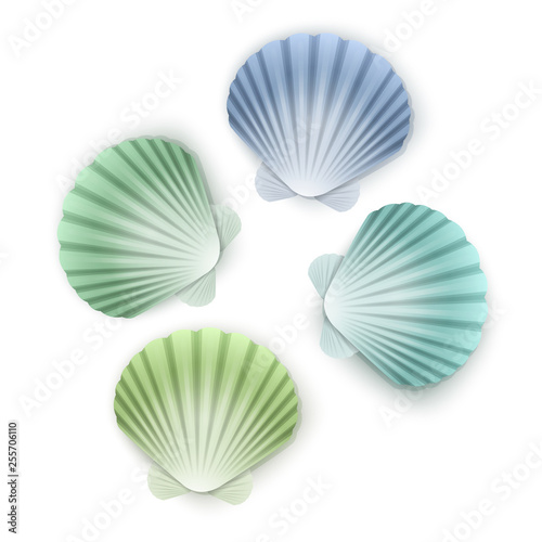 Set of scallop seashells  Vector seashells of cartoon style  illustration isolated on white background