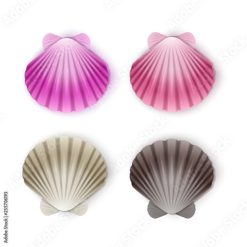 Set of scallop seashells, Vector seashells of cartoon style, illustration isolated on white background