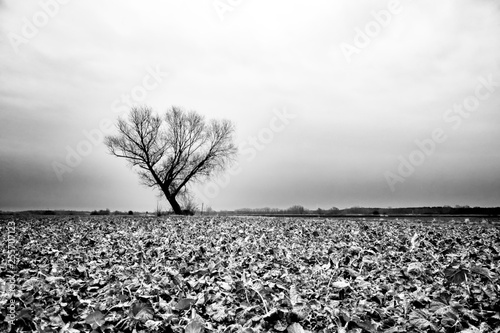 tree in field