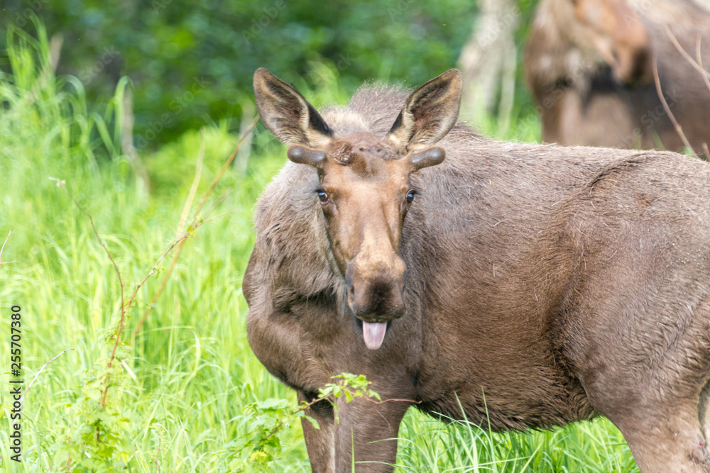 Fototapeta premium moose bull calf