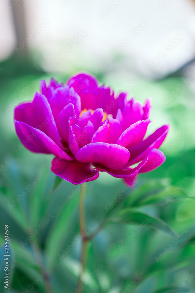 Dark pink peony flower growing in garden, vertical