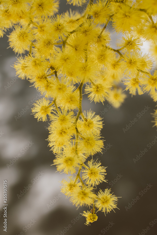 Beautiful acacia yellow flower, mimosa. Close up view of yellow mimosa flower with selective focus. Beautiful acacia yellow flower, mimosa. Close up view of yellow mimosa flower with selective focus.