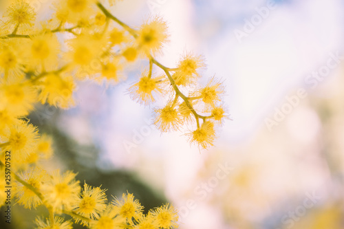 Beautiful acacia yellow flower, mimosa. Close up view of yellow mimosa flower with selective focus.   © nachomp82