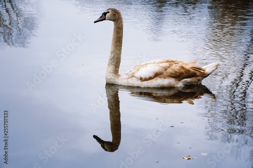 swan on lake