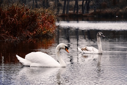 swans on lake