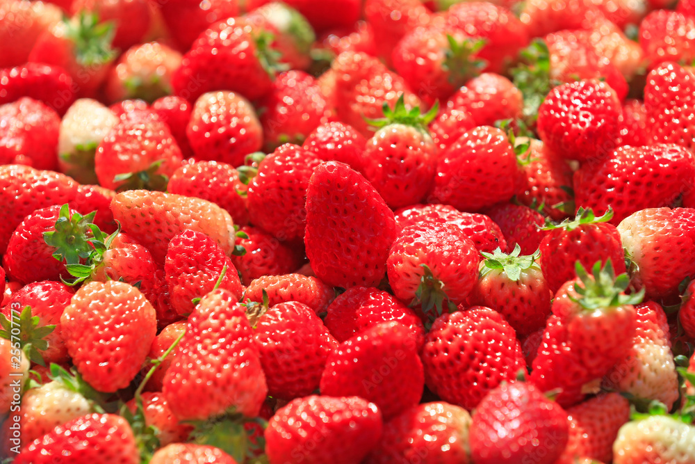 Fresh strawberries, close-up shots Fresh strawberries, close-up shots