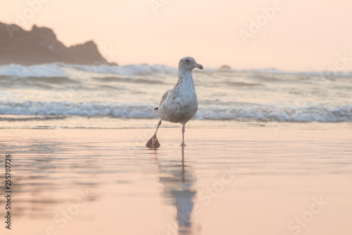 seagulls at the beach