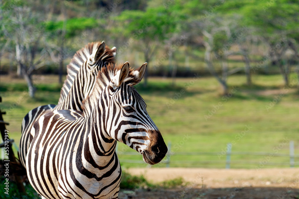 Naklejka premium closeup zebra with soft-focus and over light in the background