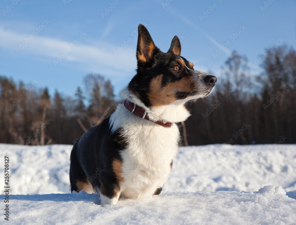 Welsh Corgi Cardigan on a sunny snowy field in nature in winter Welsh Corgi Cardigan on a sunny snowy field in nature in winter