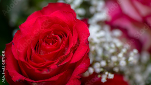 red white rose flovers rote rosen weise rosen