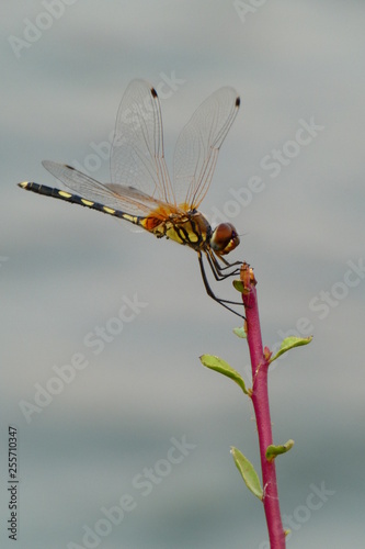 Dragonfly  © vikram