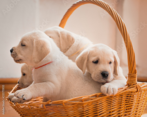 golden retriever puppy in a basket