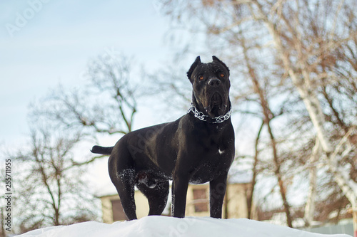 A dark-colored Cane Corso dog stands at the top of a snowdrift looking around