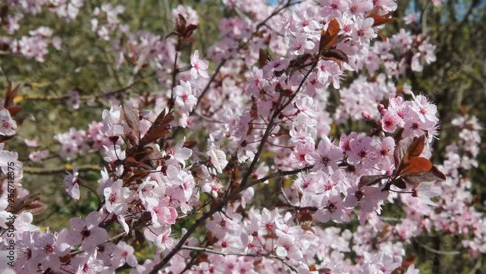 Prunus pissardii flowers. Prunus pissardii flowers.