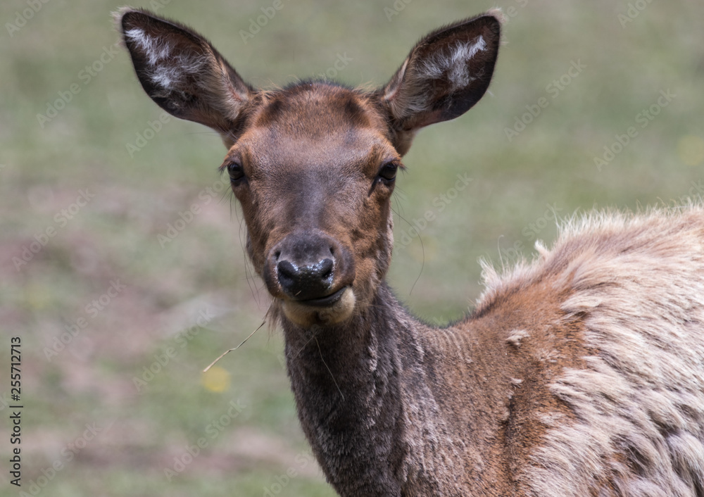Fototapeta premium Elk cow