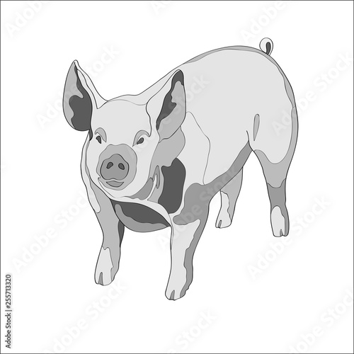 Vector illustration. Pig. Black and white.